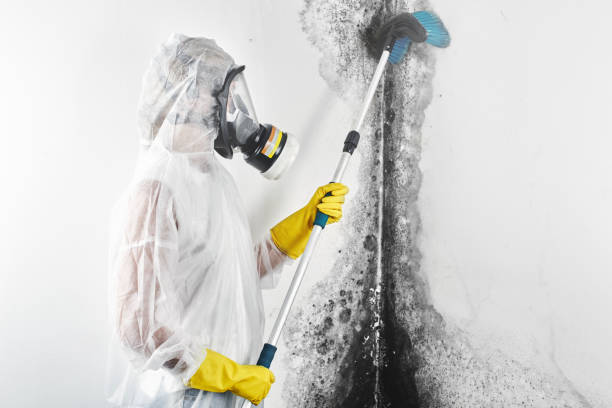 Reliable Alma, MI Mold Removal Solutions