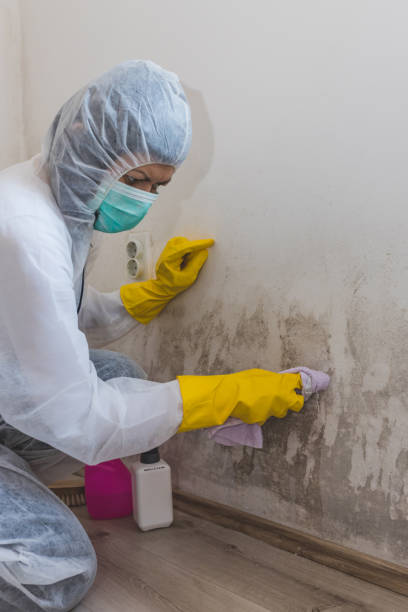 Environmental Consulting for Mold Prevention in Alma, MI