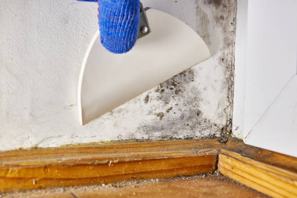Best Real Estate Mold Inspection  in Alma, MI