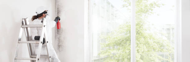 Best Water Damage & Mold Remediation  in Alma, MI